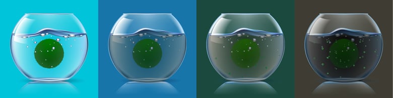 アル株式会社、成長するNFT「marimo」パブリックセール開始